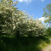 Blomstrende æbletræer