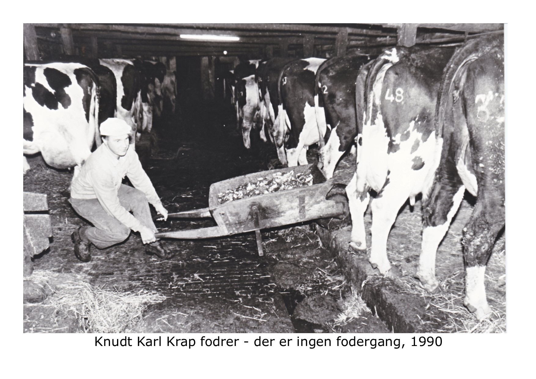 Knudt Karl fodrer sine køer 