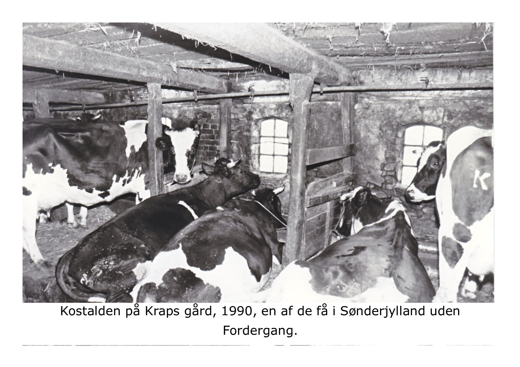 Fra kostalden på Kraps gård - 1990 