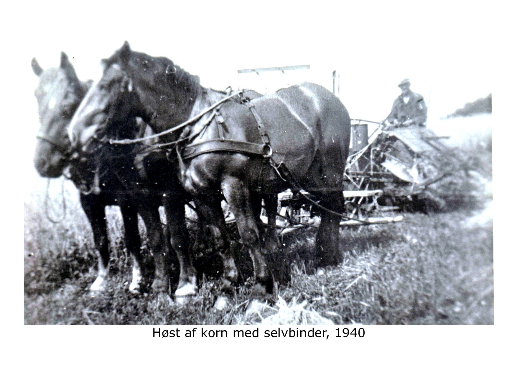 Høst med selvbinder - ca 1940 