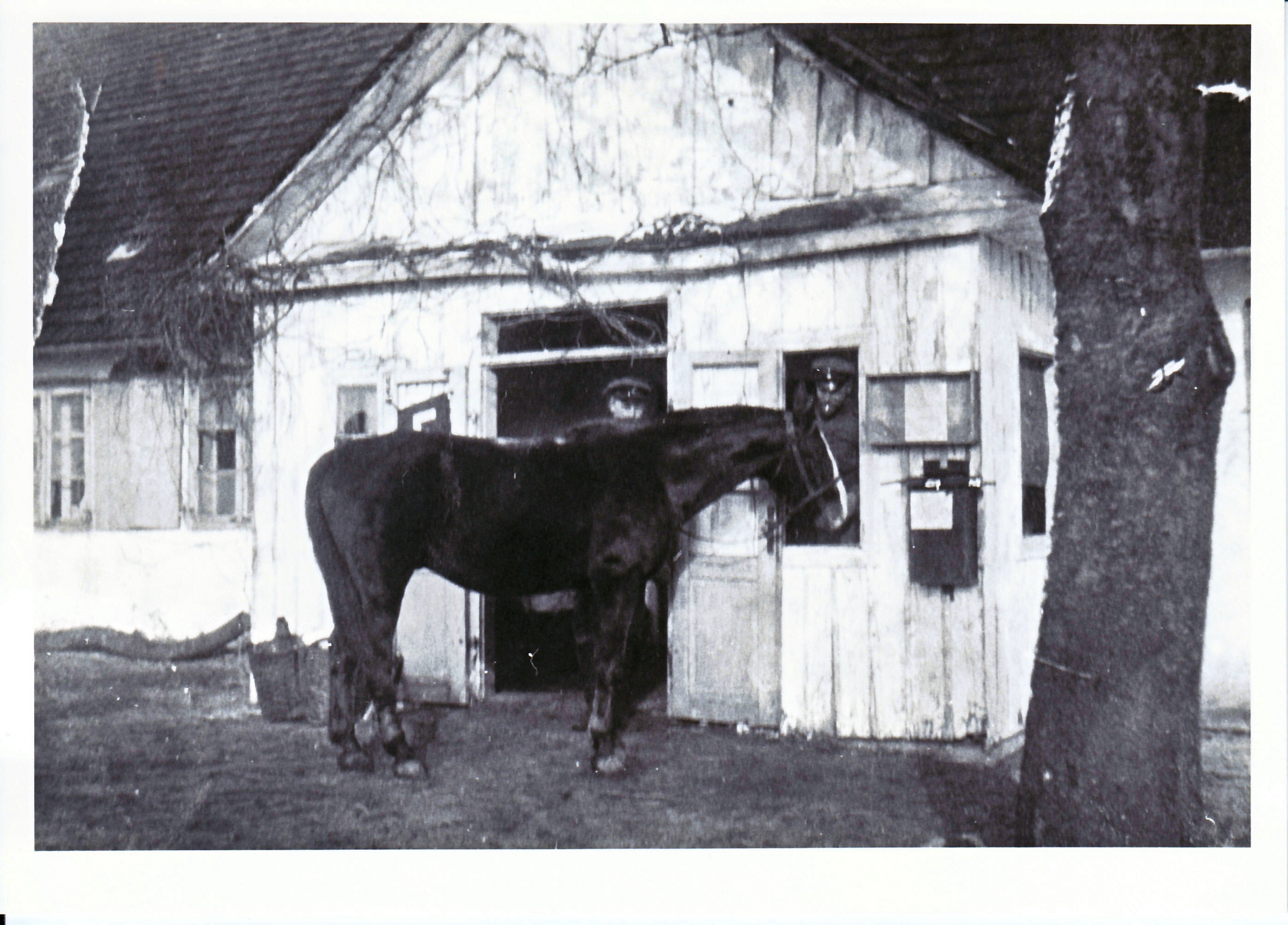 Hestepasser 1915